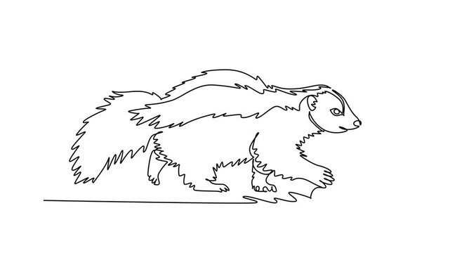 Animated self drawing of continuous line draw a wild funny skunk walking elegant along the woodland ground with its distinctive dorsal stripe, bushy tail, fluffy fur. Full length single line animation