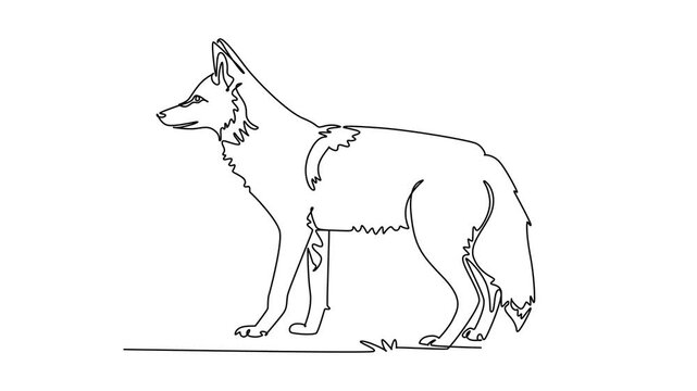 Animated self drawing of continuous line draw a wild coyote standing alert and attentive in profile view, featuring erect ears, bushy tail, and sleek canine posture. Full length single line animation