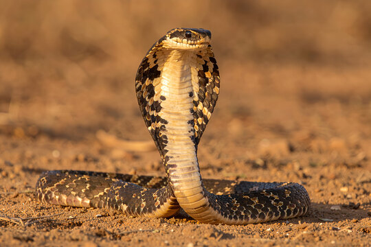 Close-up of a spectacled cobra raised in a defensive pose on sandy ground
