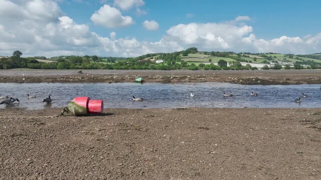 Canada Goose (Branta Canadensis) on River Teign from a drone at low tide, Newton Abbot, Devon, England, United Kingdom