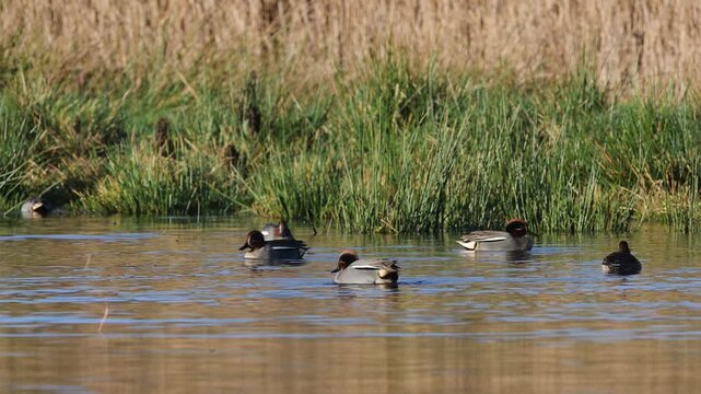 Eurasian Teal, Anas crecca, birds in spring courtship on marshes