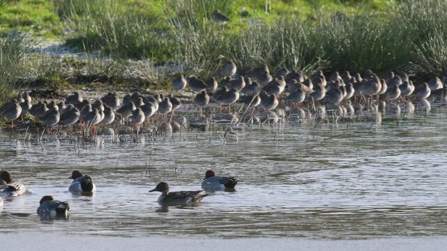 Eurasian Wigeon, Mareca penelope, birds on winter Marshes
