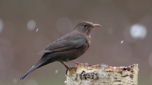 Blackbird (Turdus merula), Germany