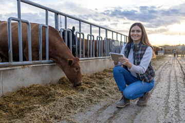 A farmer uses a tablet beside a cow eating hay at an outdoor livestock feeding area © SISMIZ