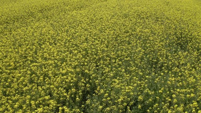 Aerial view of a rape field in bloom in spring, Flachgau, Salzburg province, Austria