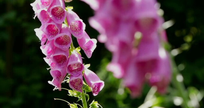 Sharpness shift, bumblebee crawling in flowers, Common foxglove (Digitalis purpurea), Sieversen, Rosengarten, Lower Saxony, Germany