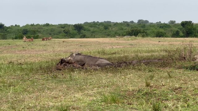 Common warthog (Phacochoerus africanus) wallowing in a mud hole, mud bath, Queen Elizabeth National Park, Uganda