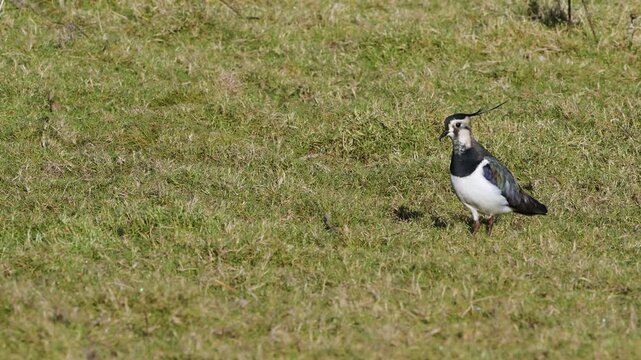Northern Lapwing, Vanellus vanellus, birds on marshes at winter