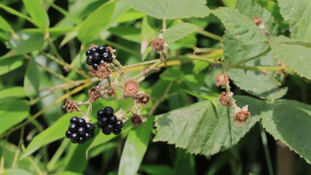 Blackberry (Rubus sect. Rubus), ripe, fruit, in summer, Ellerstadt, Rhineland-Palatinate, Germany