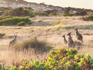 Kangaroos In Field With Houses At Sunset © THP Creative