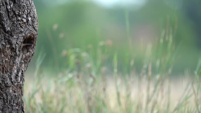 Video Slow Motion Hoopoe (Upupa epops) with food for the young birds, brood den, raising young, brood, brood, offspring, Bird of the Year 2022, feeding, Central Elbe Biosphere Reserve, Saxony-Anhalt