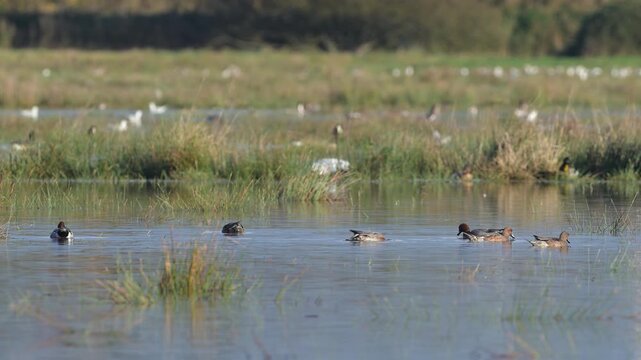 Eurasian Wigeon, Mareca penelope, birds on winter marshes