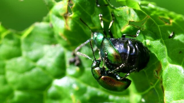 Green Dock Beetles (Gastrophysa viridula) mating, England, United Kingdom
