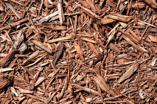 Background of natural wood shavings