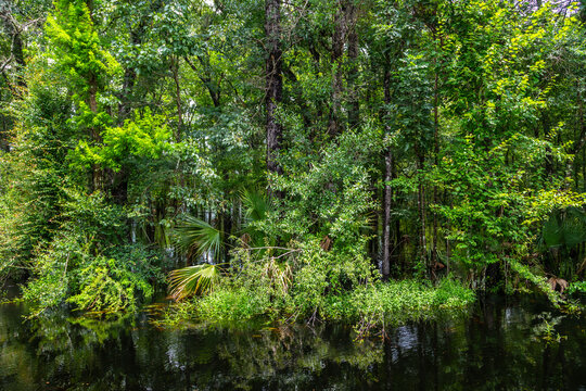 Bald  Trees reflecting in the water in a florida swamp on a warm summer day
