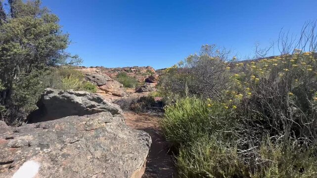 Hiking trail between rocks and blooming flowers in dry countryside, Sevilla Art Rock Trail, Cederberge, near Clanwilliam, Western Cape, South Africa