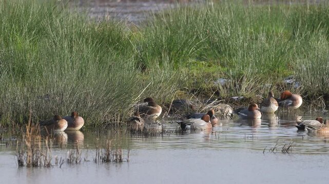 Eurasian Wigeon, Mareca penelope and Northern Shoveler, Spatula clypeata, birds on winter Marshes