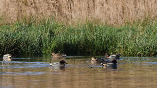 Eurasian Teal, Anas crecca, birds in spring courtship on marshes
