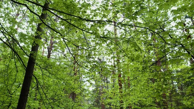 Drone flight along leafy branches in deciduous forest, forestry, forest, trees, East Styrian hill country, Styria, Austria