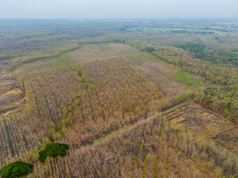 High altitude aerial drone view of a dry teak forest plantation and a scorched field in East Java Indonesia