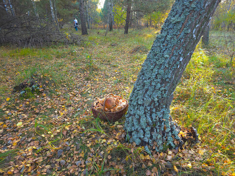 A woman is picking mushrooms in the forest.