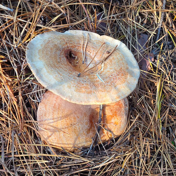 Edible saffron milk cap mushrooms.