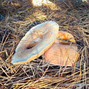 Edible saffron milk cap mushrooms.