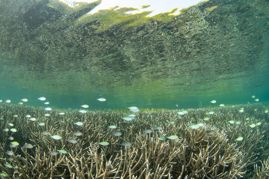 Healthy, fragile corals and small, colorful fish thrive in the shallows of a remote, tropical reef near Halmahera, Indonesia. This part of the world harbors the greatest marine biodiversity on Earth.