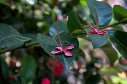 Fallen Pink Ixora Flowers Resting on Green Leaves