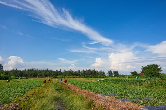 Green crops growing in rows beside irrigation channels, with trees in the distance under a blue sky with white clouds.