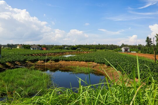 Green crops growing in rows beside irrigation channels, with trees in the distance under a blue sky with white clouds.