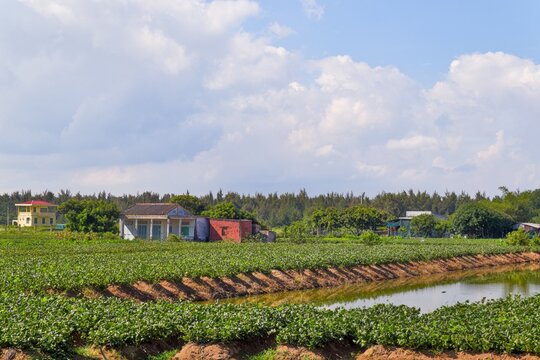 Green crops growing in rows beside irrigation channels, with trees in the distance under a blue sky with white clouds.