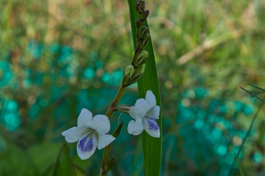 A delicate white and purple flower blooming on a slender stem with unopened buds against a softly blurred green background.