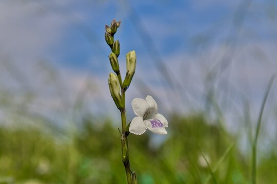 A delicate white and purple flower blooming on a slender stem with unopened buds against a softly blurred green background.