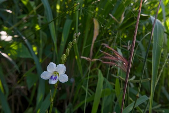 A delicate white and purple flower blooming on a slender stem with unopened buds against a softly blurred green background.