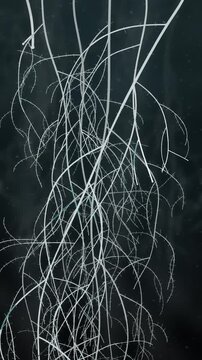 Plant roots branching and spreading downward through dark soil underground seamless loop in cool charcoal tones vertical 9:16