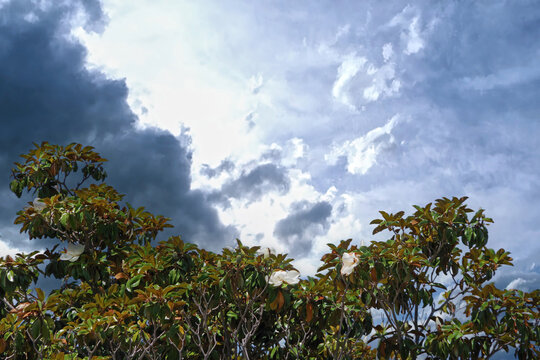 Clouds and Sun over Magnolia Tree