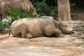 A side view of a rhinoceros resting face-down on the ground © officek
