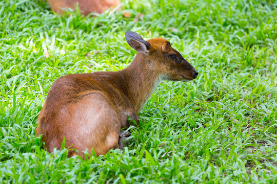 A reeves's muntjac (Muntiacus reevesi) is resting on the grass.