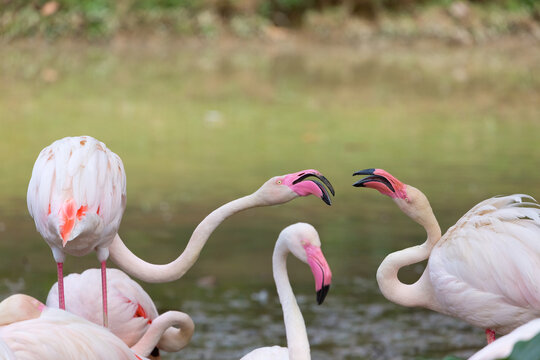 Flamingos with their heads close together
