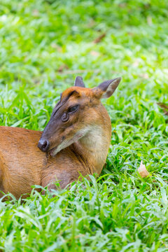 A reeves's muntjac (Muntiacus reevesi) is grooming herself.