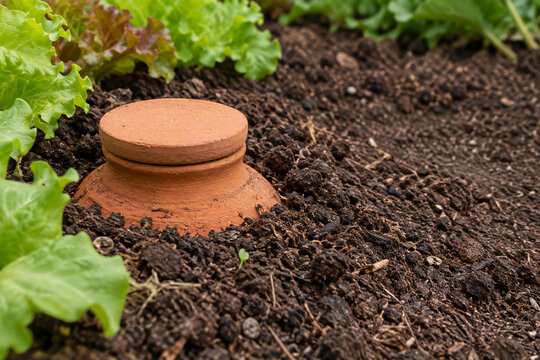Terracotta Irrigation Olla Buried in Garden Soil