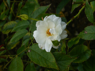 White Rose Bloom Surrounded by Green Leaves in Garden © Abby