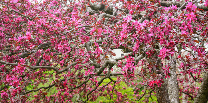 Blossoming ornamental apple, crabapple tree with pink flowers