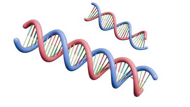 3D Render of colorful DNA double helix models on a white background