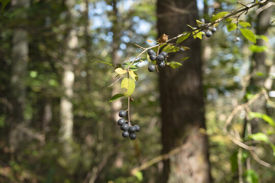 秋の八千穂高原の木漏れ日の中に実るミヤマイボタ（Ligustrum tschonoskii）の黒い実・10月