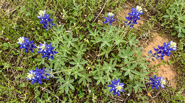 Stunning top-down view of a blooming Blue-bonnet wildflower plant surrounded by vibrant green grass and field
