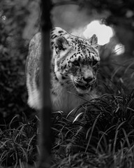 portrait of a leopard © Harry