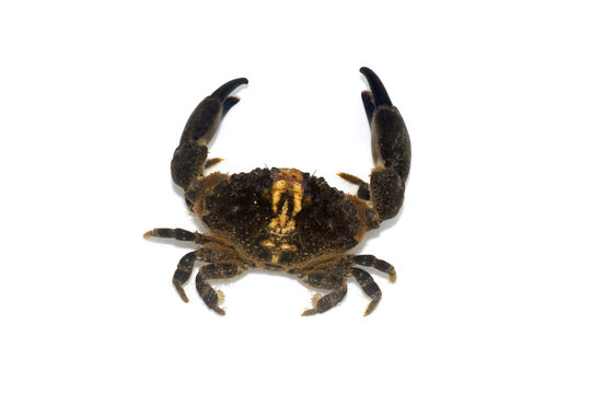 ハサミを広げるカニ　オウギガニ　白バック