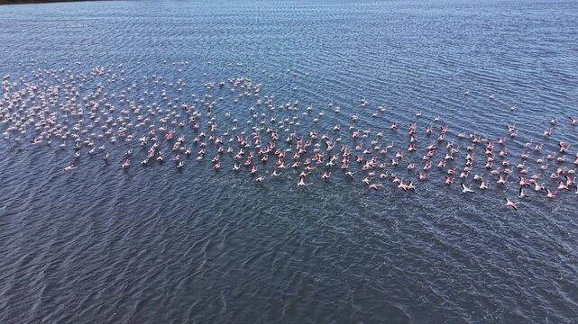 Many flamingos move across the surface of the water in a coordinated manner. The scene shows a variety of birds in flight, creating patterns above the water.